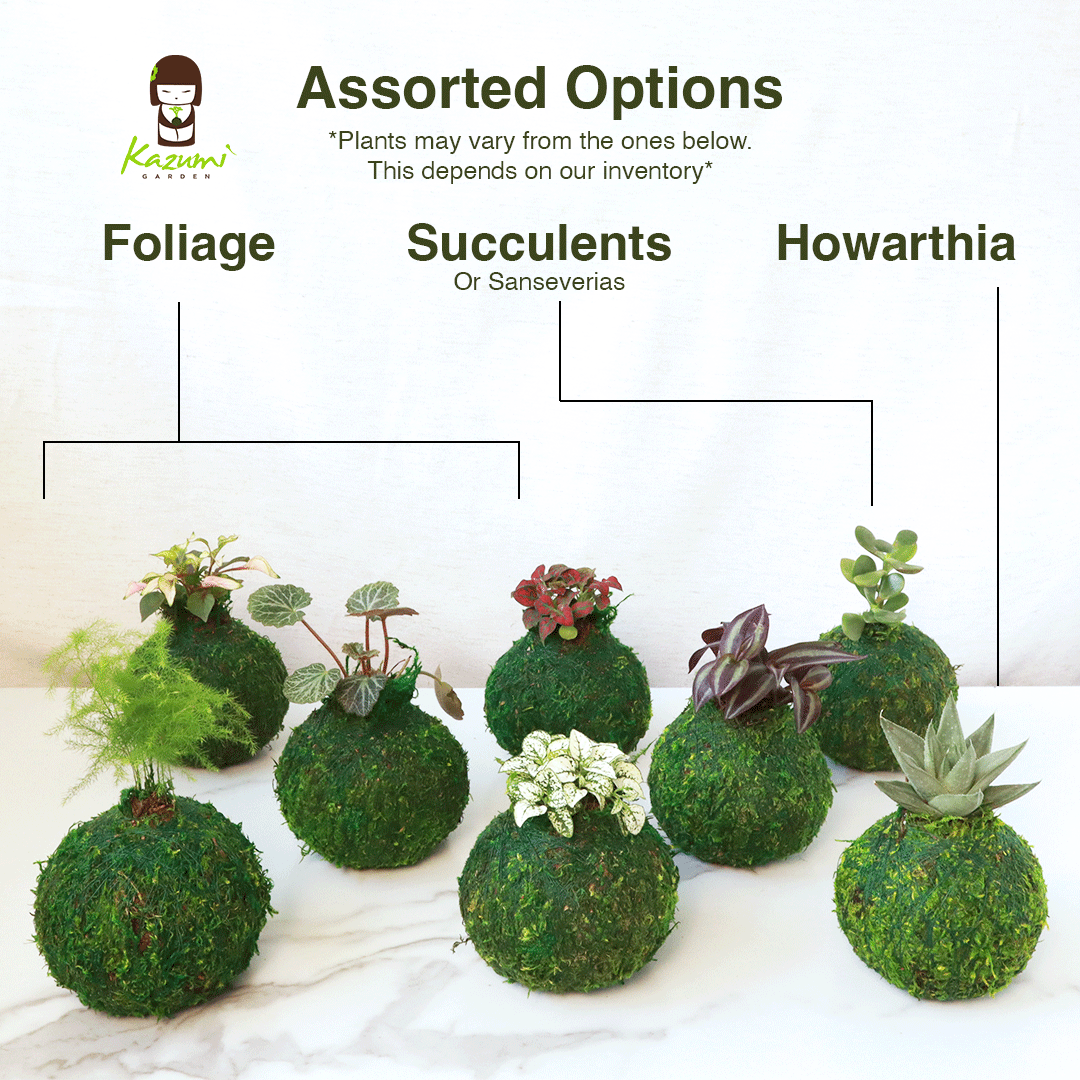 Mini Kokedama | Moss Ball Kokedamas Kazumi Garden