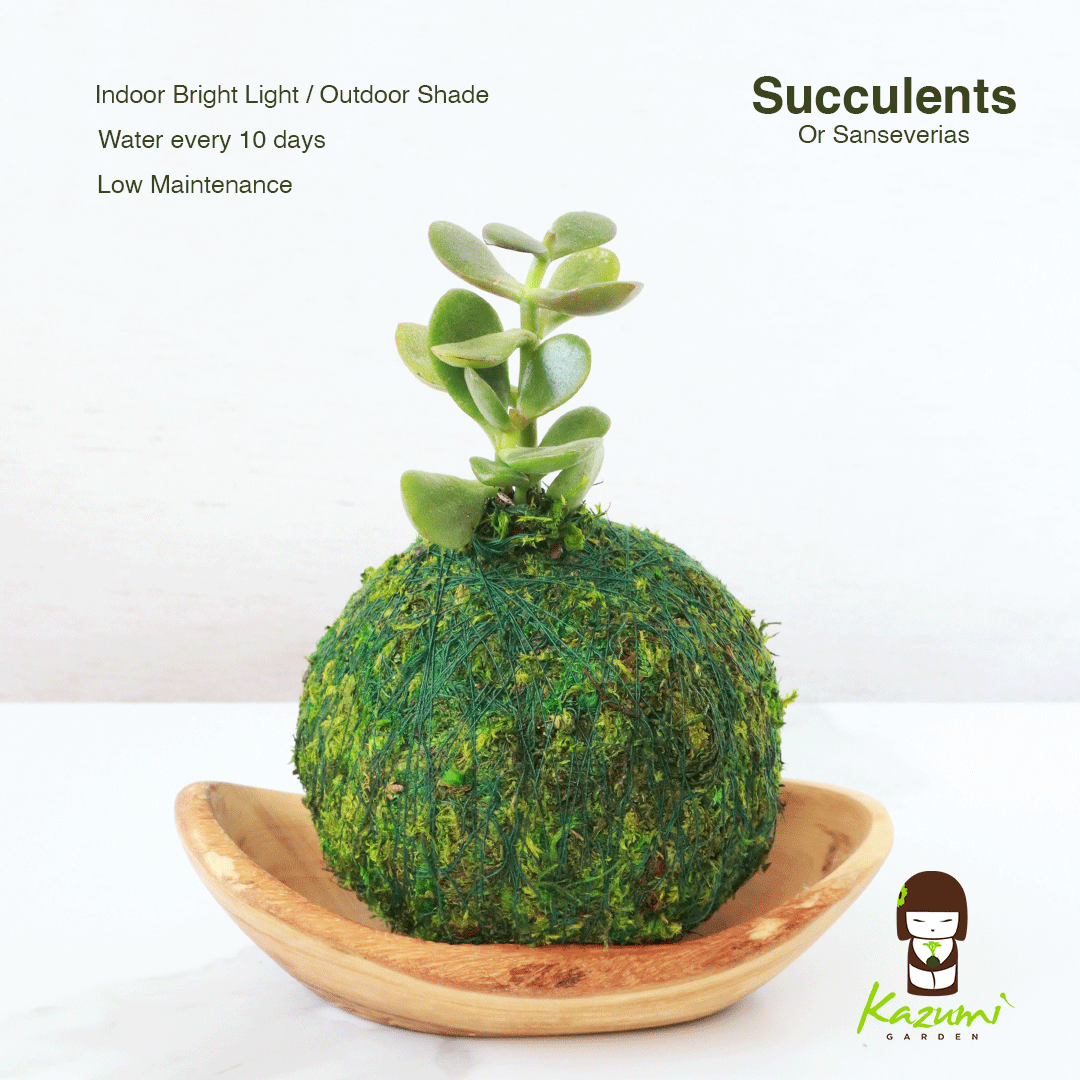 Mini Kokedama | Moss Ball Kokedamas Kazumi Garden