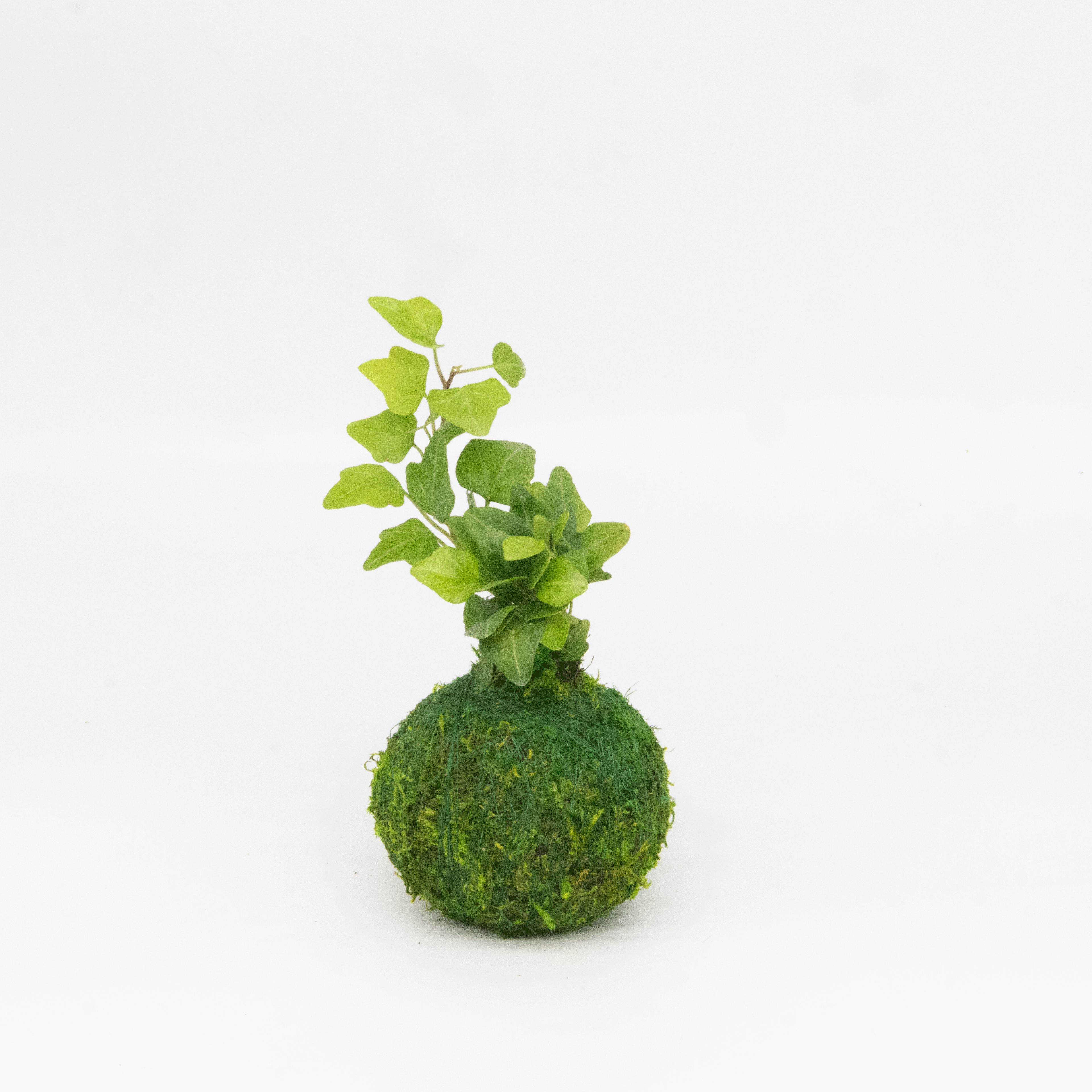 Mini Kokedama | Moss Ball Kokedamas Kazumi Garden