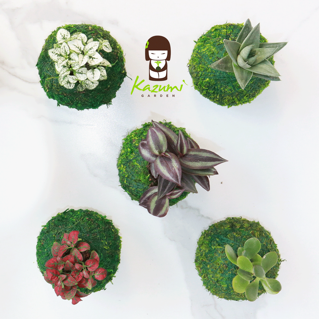 Mini Kokedama | Moss Ball Kokedamas Kazumi Garden