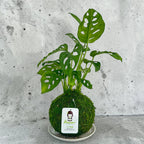 Monstera Swiss Cheese | Moss Ball Kokedama