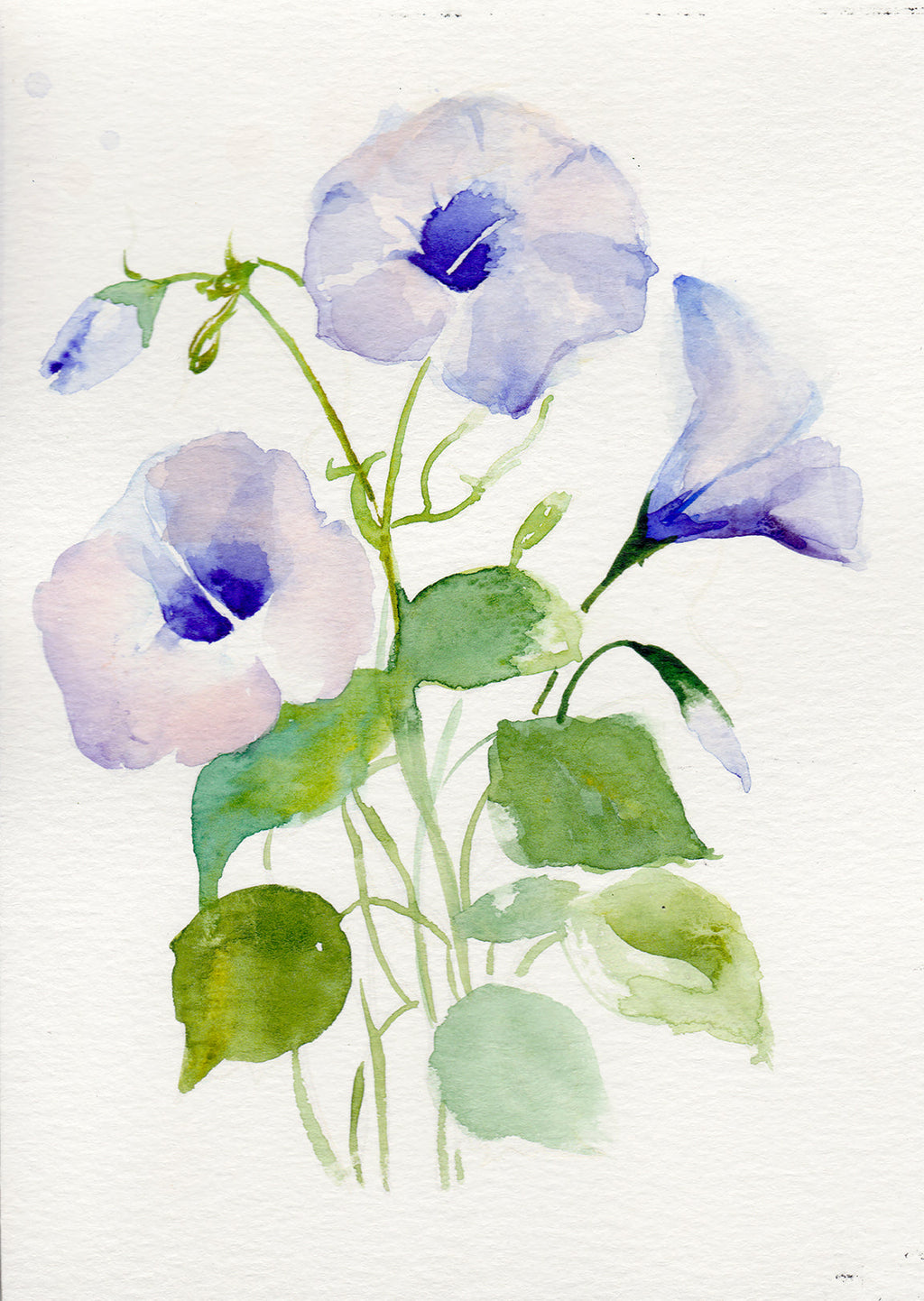 Morning Glory – September Birth Flower Art Print
