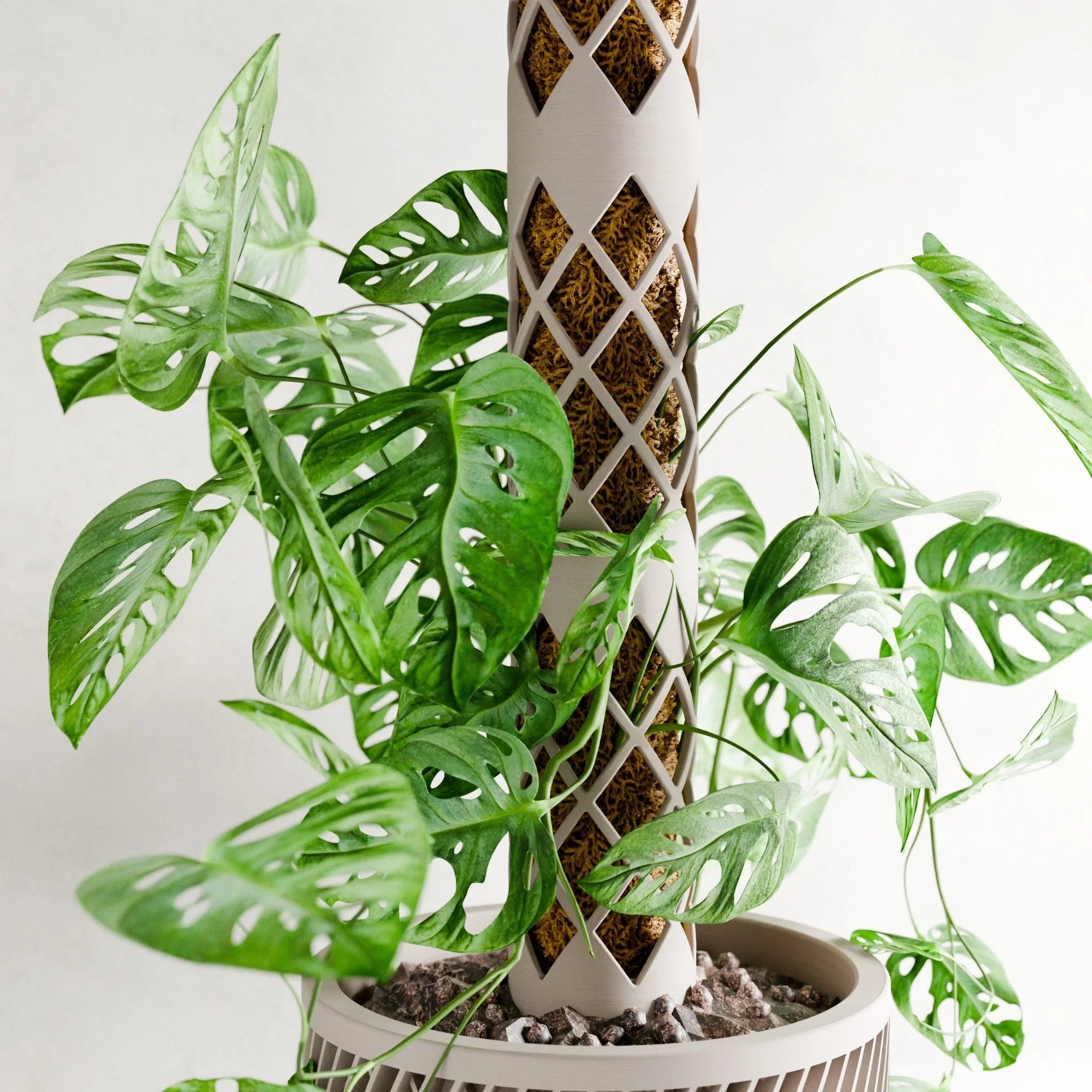 Moss Pole Modular, top view - House Of Avana