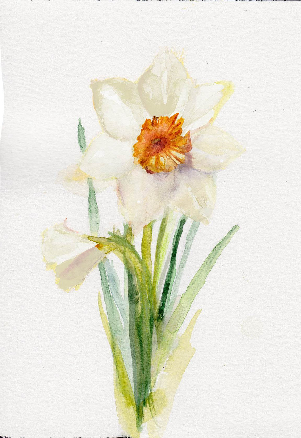 Narcissus – December Birth Flower Art Print