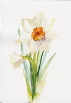 Narcissus – December Birth Flower Art Print