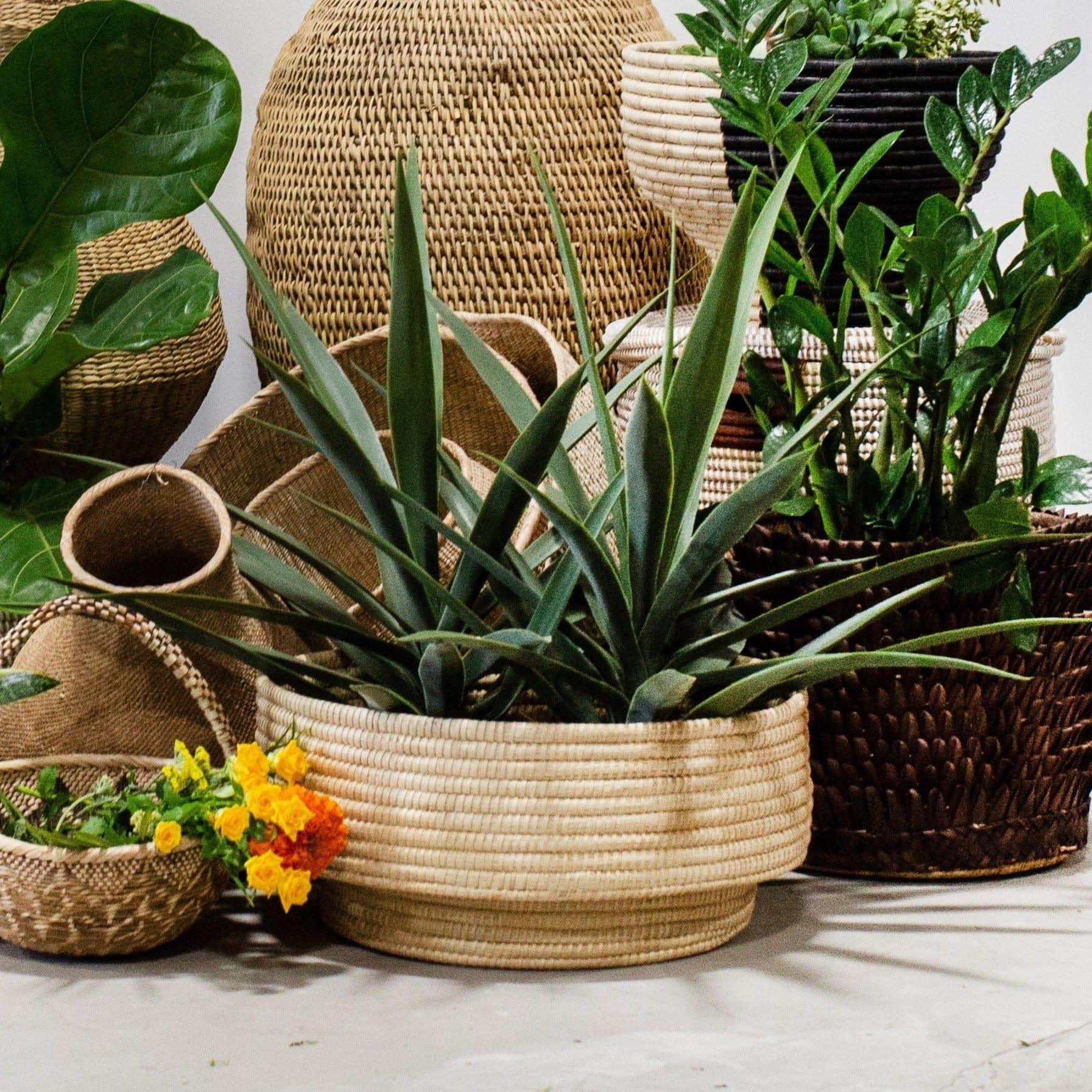 Natural Woven Dengu Basket Kanju Interiors