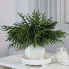10pcs Real Touch Artificial Norfolk Pine Branches - UV-Resistant Fake Plants, 45.72cm Evergreen Stems for Christmas, Halloween, Wedding, Home Decor - No Maintenance Faux Greenery Garland, Centerpieces, Table, Mantle, Shelf De House Of Avana