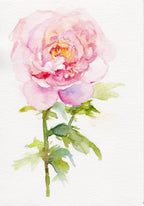 Peony - November Birth Flower Art Print