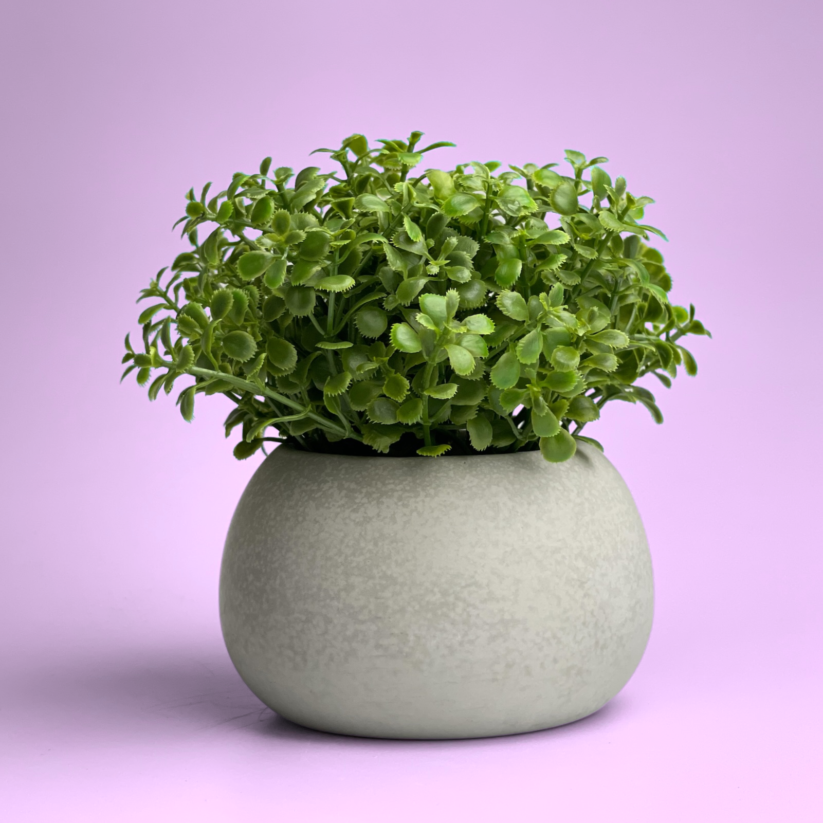 Mini Succulent Planter | Air Plant Holder AURA 8 HOME