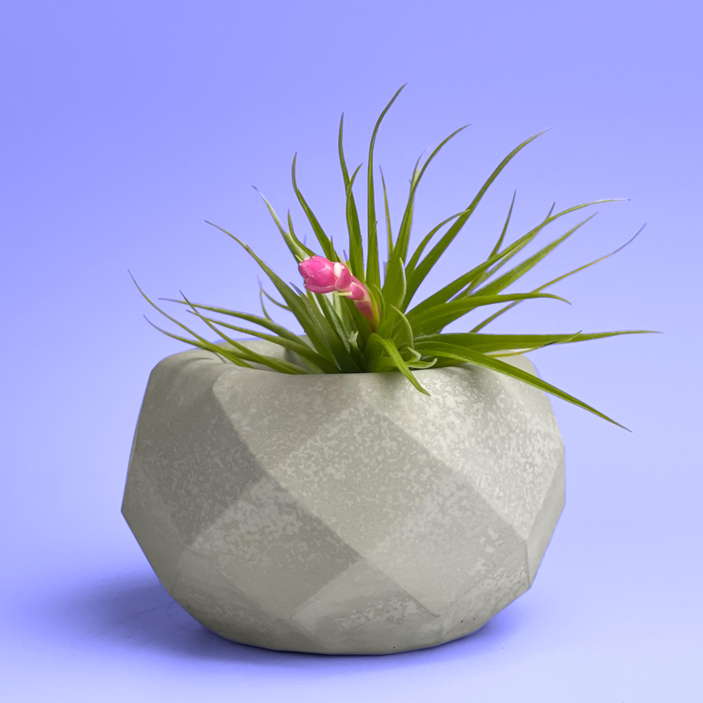 Geometric Air Plant Holder AURA 8 HOME