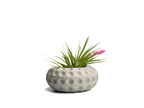 Concave Dots Air Plant Holder | Succulent Planter AURA 8 HOME