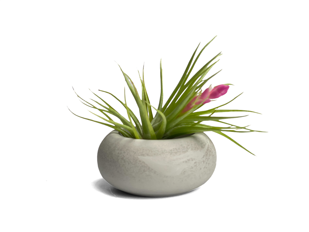 Modern Air Plant Holder AURA 8 HOME