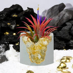 Raw CITRINE GEODE PLANTER AURA 8 HOME