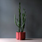 Pillar Planter Misewell
