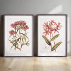Pink Vintage Botanical Floral Prints (Set of 2) Vintage Shopper