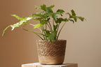 Planter - Woven Seaweed Large