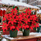 2pcs of 24 Flowers - Holiday Artificial Plants Norfolk Faux Flowers - Lifelike Pine Tree Wreath, Beautiful Poinsettia, Suitable for Outdoor Use - Christmas Wreath, Vase Fillers, Home Decor - Durable Plastic, Easy Assembly House Of Avana