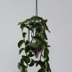 Portico Planter Misewell
