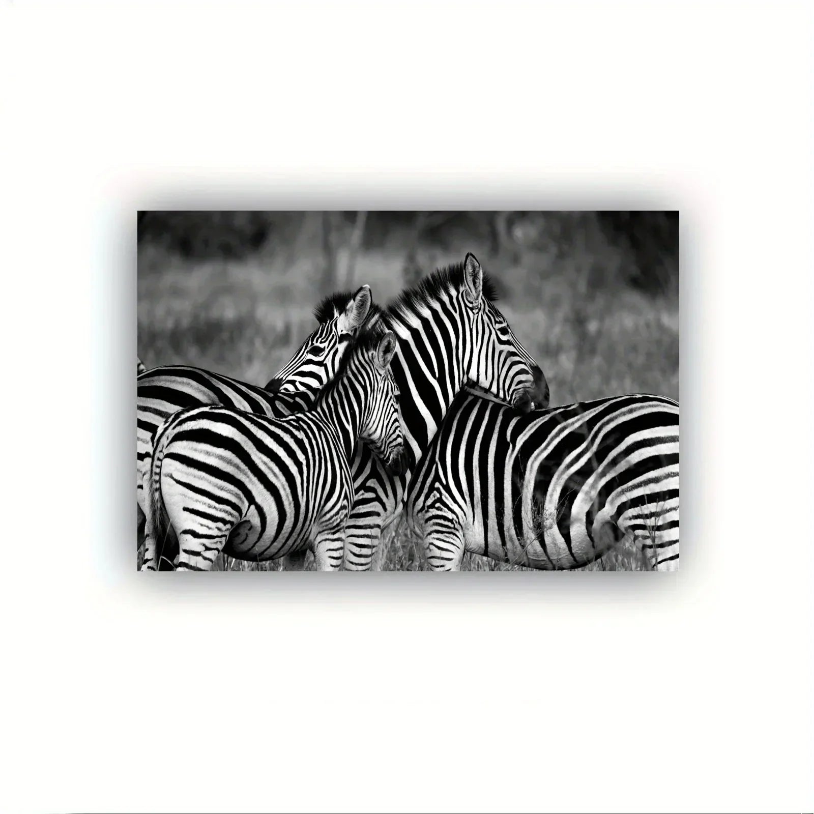 Vintage Gentle Zebra Postercanvas Print Poster, Perfect Aesthetic Accent, Vibrant Artwork for Gift, Home... - House Of Avana