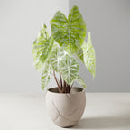 QUAKE Planter Modernized Pottery