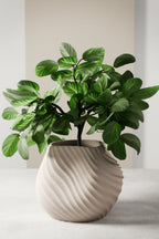 SEA Planter Modernized Pottery