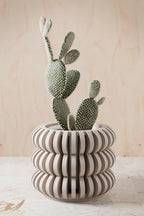 Triple Bubble Orchid Planter Modernized Pottery