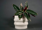 Primera Planters New York Handcrafted