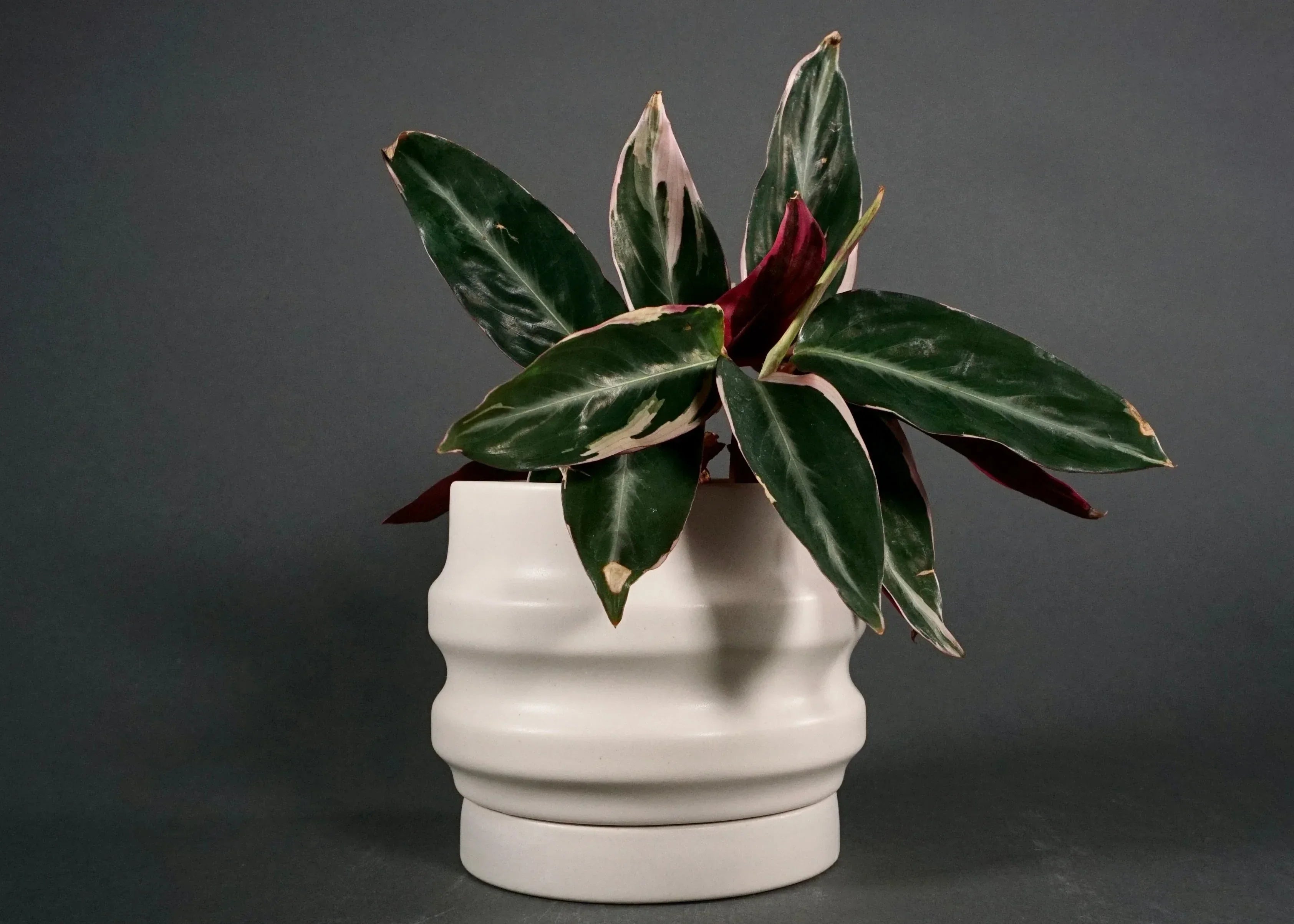 Primera Planters New York Handcrafted