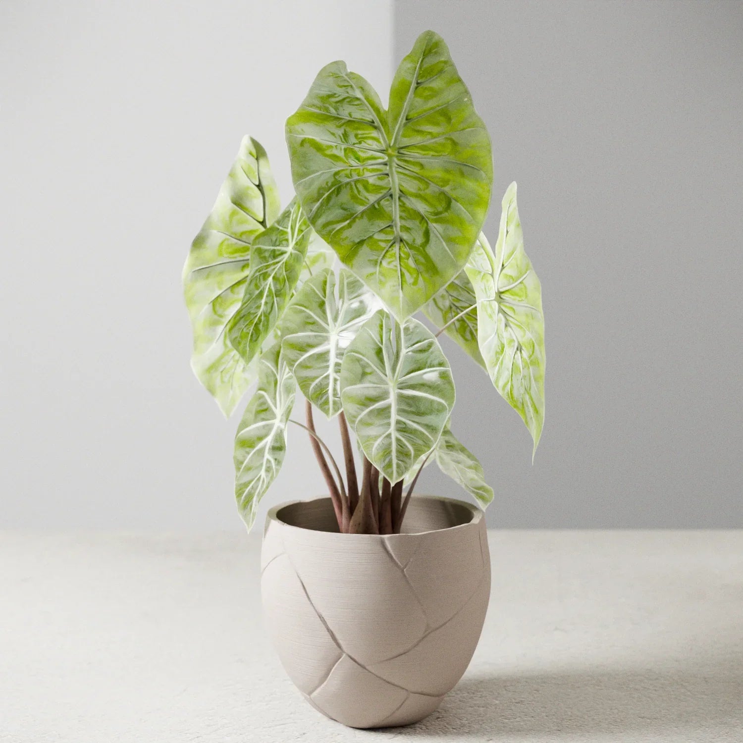 Quake Planter, back view - House Of Avana