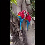 2pcs or 1pc Lifelike Red & Blue Parrot Statue - Realistic Hanging Garden Decor with Expressive Eyes & Feathers, Weather-Resistant Resin Construction for Outdoor/Indoor - Easy Hanging Hooks, No Electricity Needed - Perfect for House Of Avana [[SKU:HOA-GSC-401]]