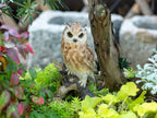 Realistic Garden Owl Statue - Resin Outdoor Yard Decor with Lifelike Brown and White Feathers, Ideal for Bird Lovers & Nature Enthusiasts, Perfect Father'S Day Gift, Garden Decoration | Lifelike Owl Statue | Detailed Feather House Of Avana