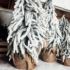 Snow Covered Trees OG Gia Roma