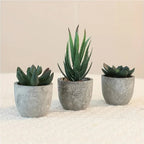 Succulent Plant Set in Concrete Pots, Low Maintenance Indoor Decor, product packaging - House Of Avana [[SKU:HOA-FLR-004]]