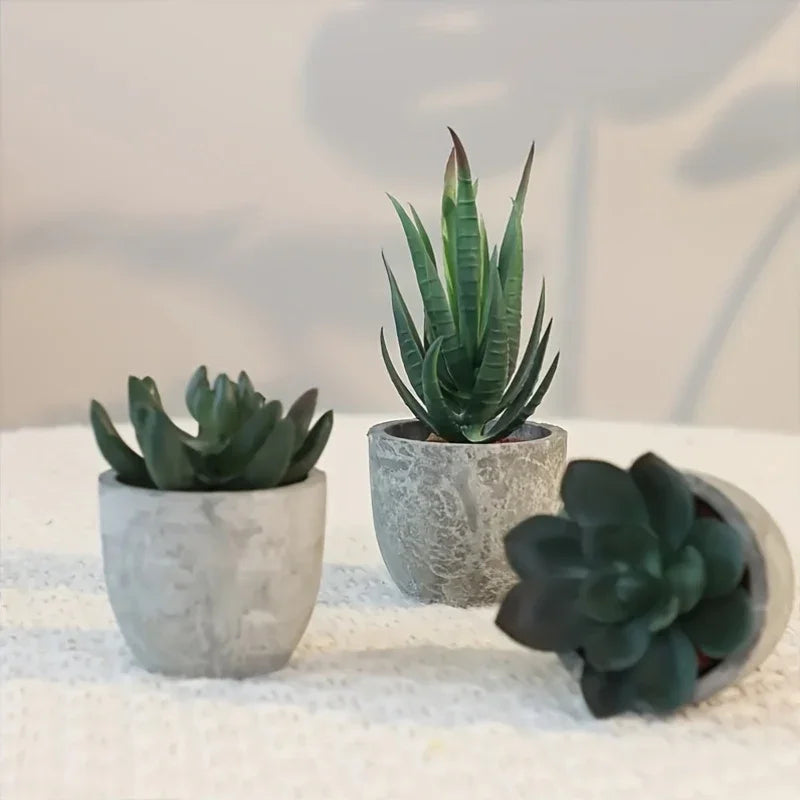 Succulent Plant Set in Concrete Pots, Low Maintenance Indoor Decor, back view - House Of Avana