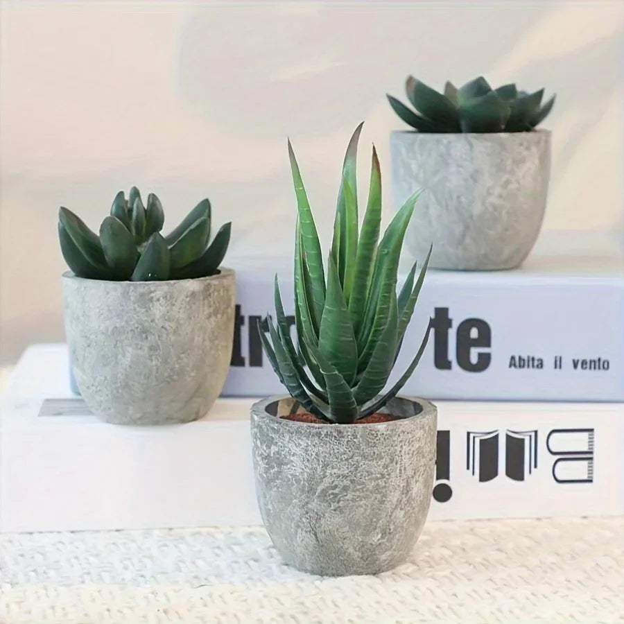 Succulent Plant Set in Concrete Pots, Low Maintenance Indoor Decor, detail shot - House Of Avana [[SKU:HOA-FLR-004]]