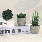 Succulent Plant Set in Concrete Pots, Low Maintenance Indoor Decor, top view - House Of Avana [[SKU:HOA-FLR-004]]
