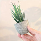 Succulent Plant Set in Concrete Pots, Low Maintenance Indoor Decor, angled view - House Of Avana [[SKU:HOA-FLR-004]]