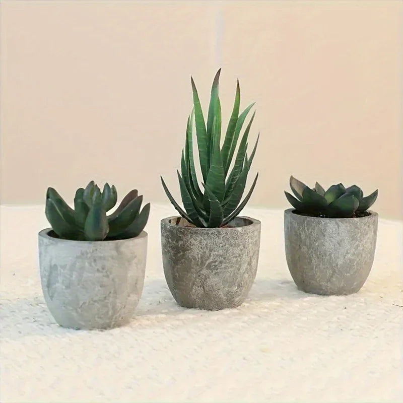 Succulent Plant Set in Concrete Pots, Low Maintenance Indoor Decor, front view - House Of Avana