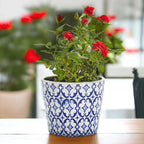 TERRACOTTA POT 5.5" Gia Roma