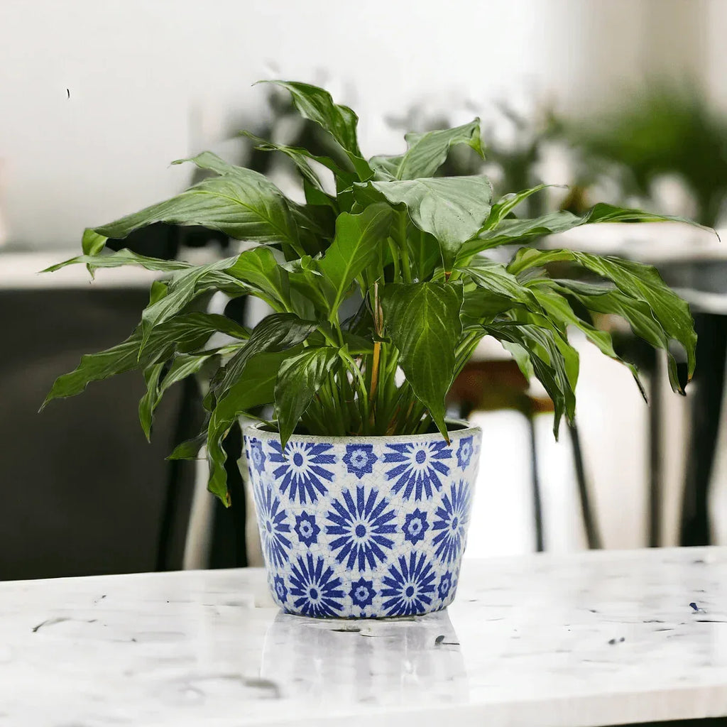 TERRACOTTA POT 5.5" Gia Roma