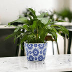 TERRACOTTA POT 5.5" Gia Roma