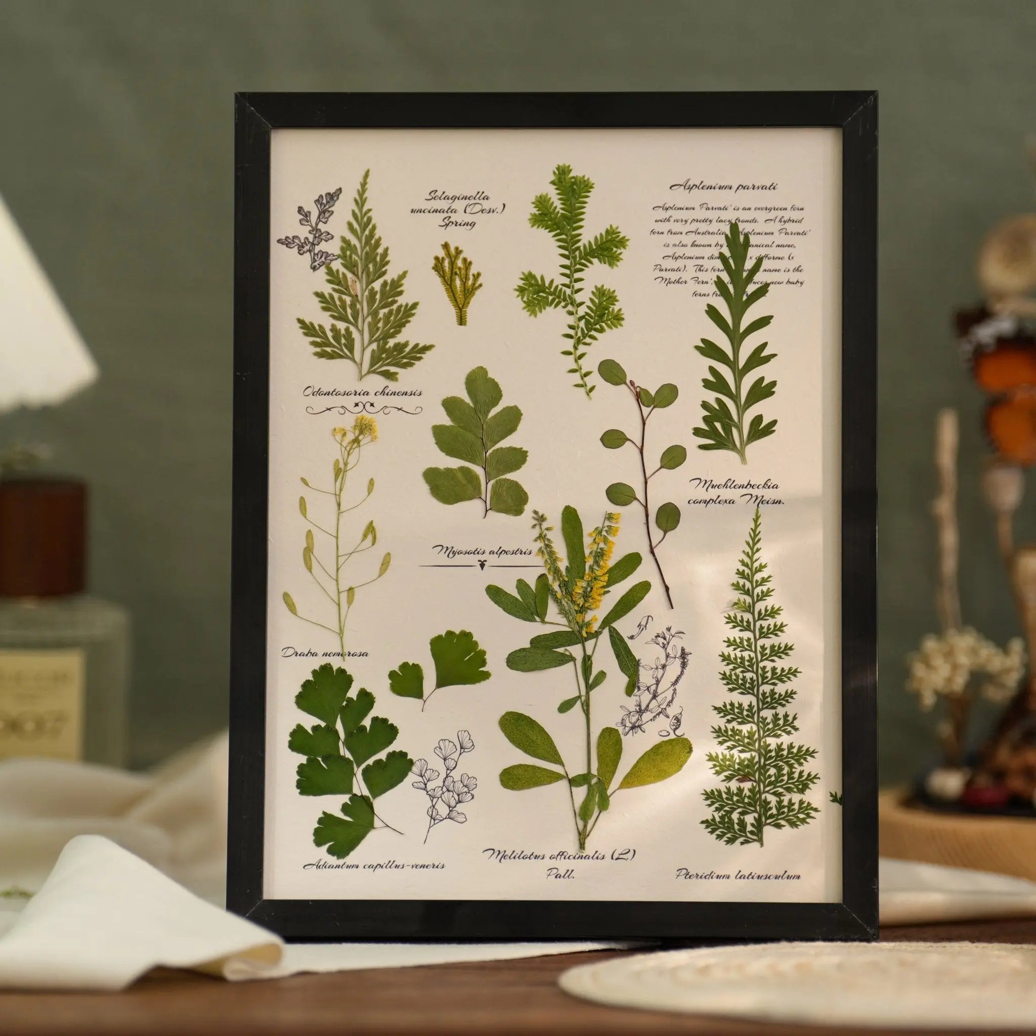 "The Botanist's Journal" Pressed Flower Art Frame