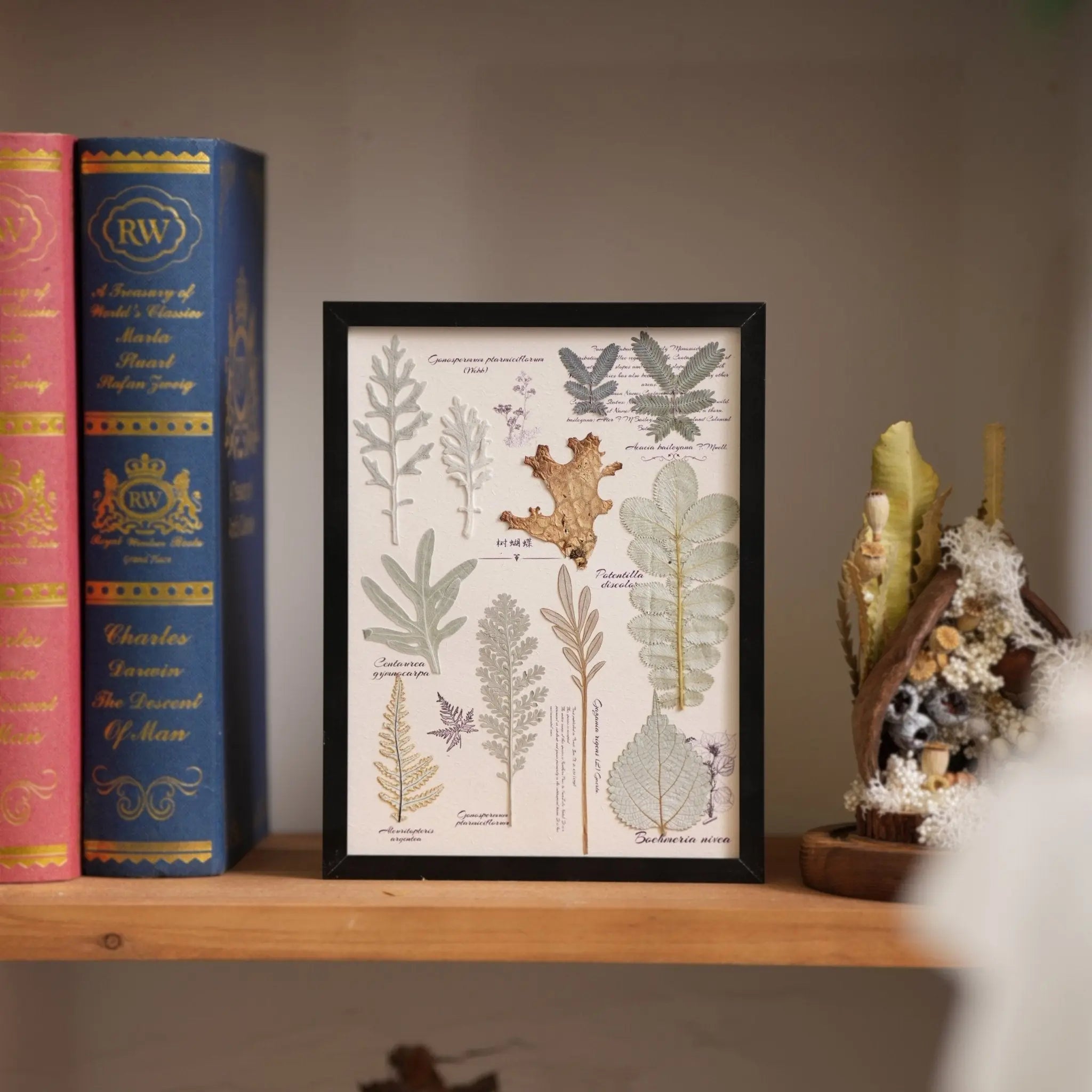 "The Botanist's Journal" Pressed Flower Art Frame