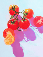 Tomato Study Art Print – Vibrant Botanical Illustration for Kitchen & Contemporary Wall Décor, Archival Quality, Ready to Hang