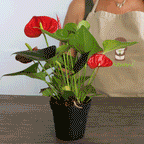 Anthurium | Moss Ball Kokedamas Kazumi Garden