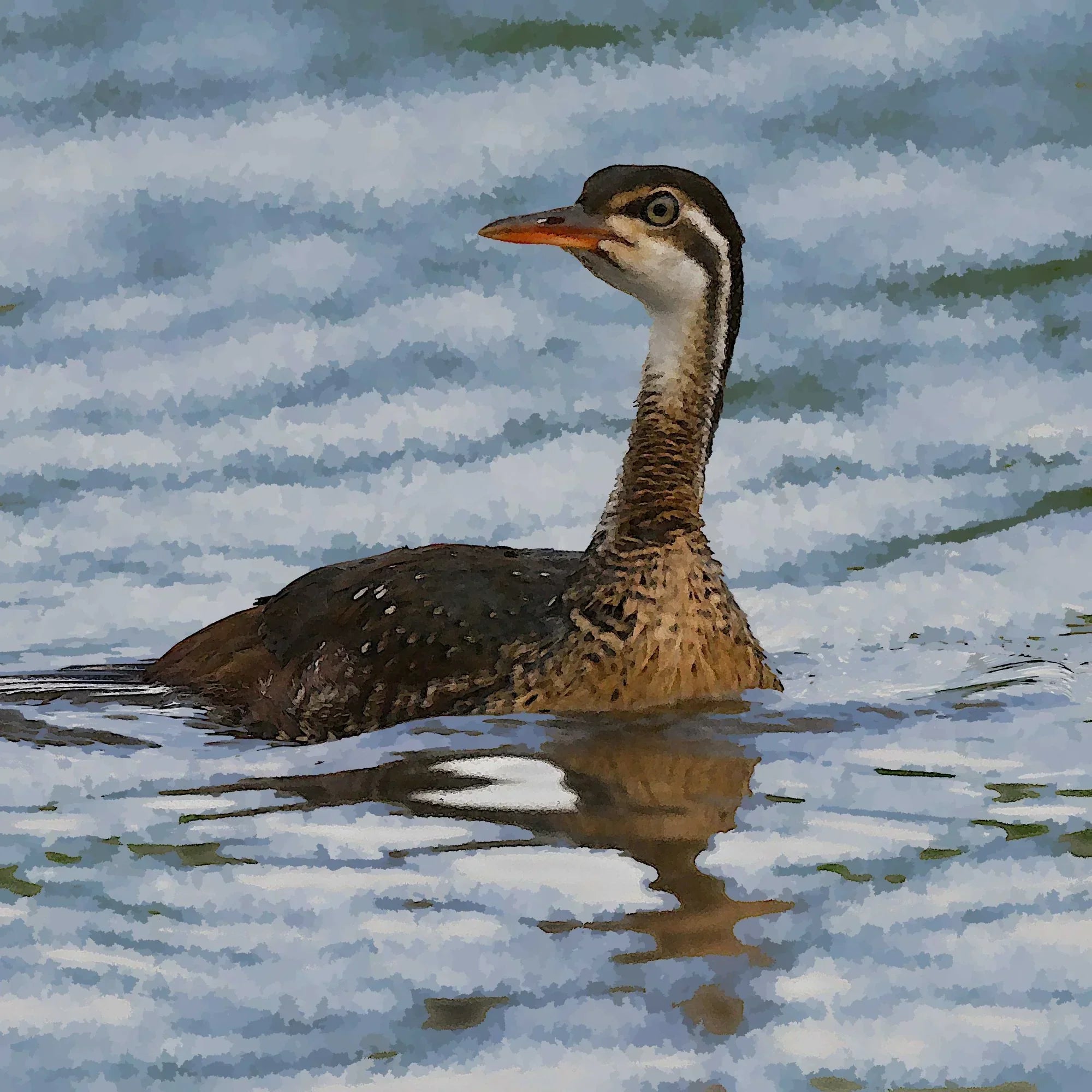 African Finfoot, front view - House Of Avana