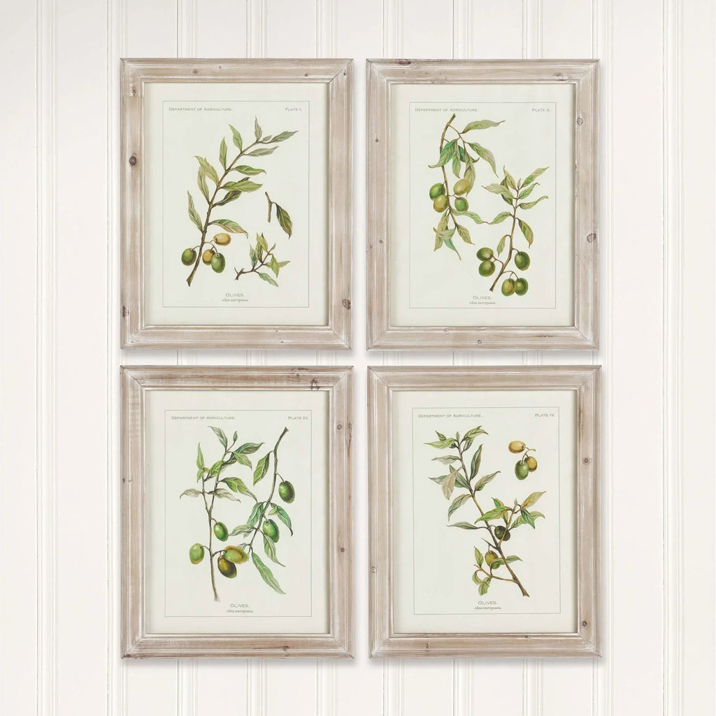 Vintage Botanical Olive Prints with Whitewashed Wood Frames (Set of 4) Vintage Shopper