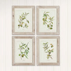 Vintage Botanical Olive Prints with Whitewashed Wood Frames (Set of 4) Vintage Shopper
