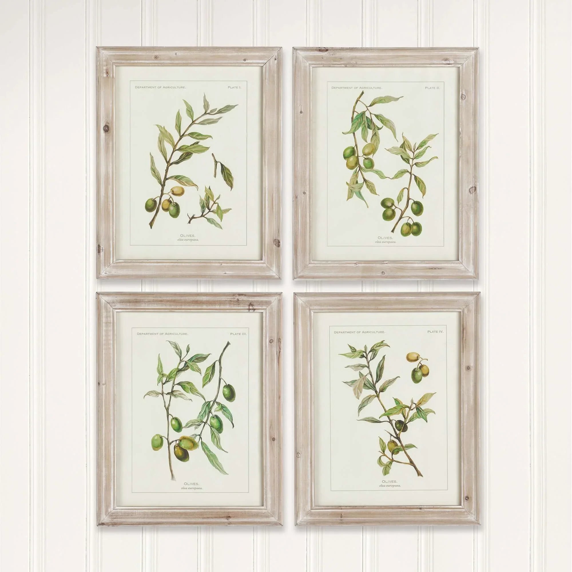 Vintage Botanical Olive Prints with Whitewashed Wood Frames (Set of 4) Vintage Shopper