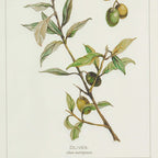 Vintage Botanical Olive Prints with Whitewashed Wood Frames (Set of 4) Vintage Shopper